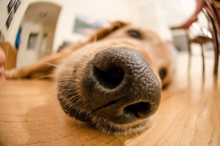 La nariz de los perros: todo lo que hay que saber sobre la nariz de las mascotas