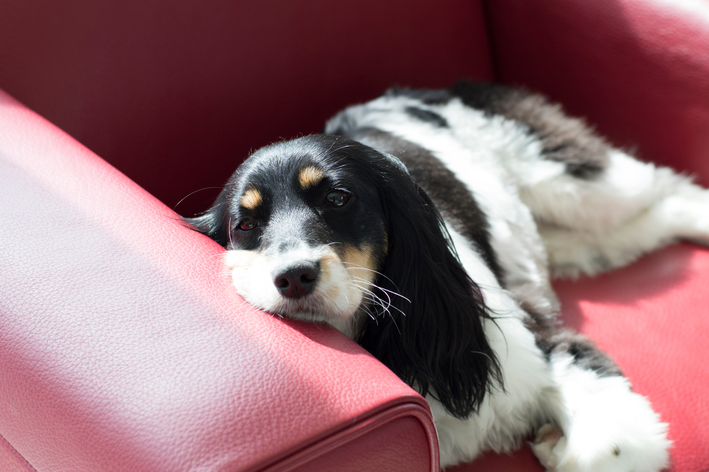 ¿Puede curarse la leishmaniosis canina? Descúbralo ahora