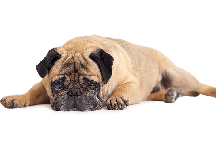 Dermatitis en perros: conozca todo sobre esta enfermedad