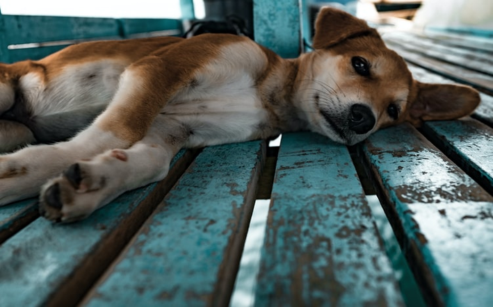 ¿Sabes reconocer los síntomas de envenenamiento en los perros?