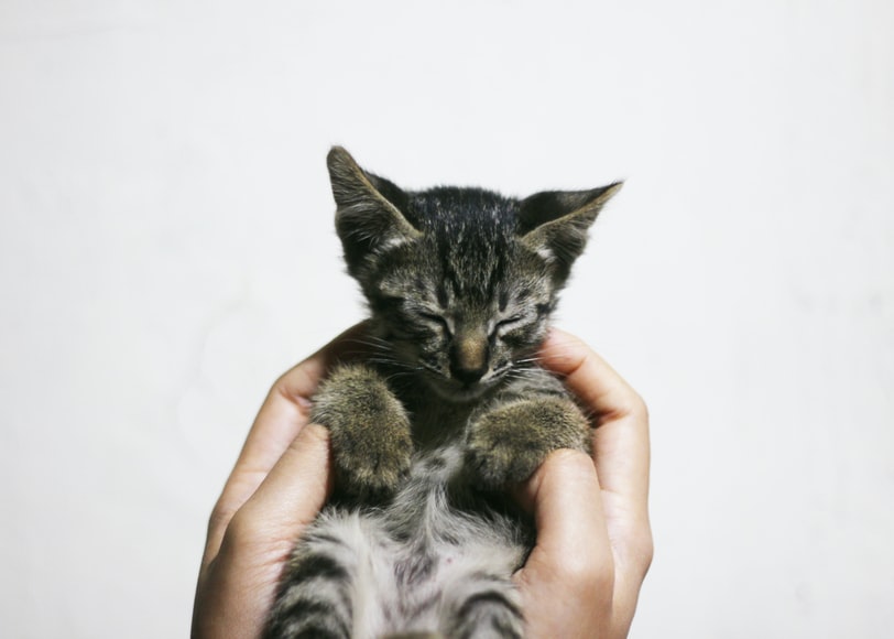 Gatito: aprenda a cuidar de su gato recién nacido