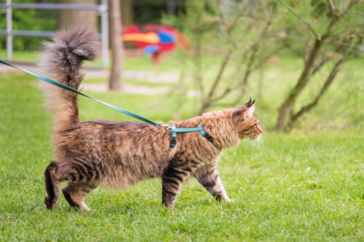 6 consejos para pasear con arnés para gatos