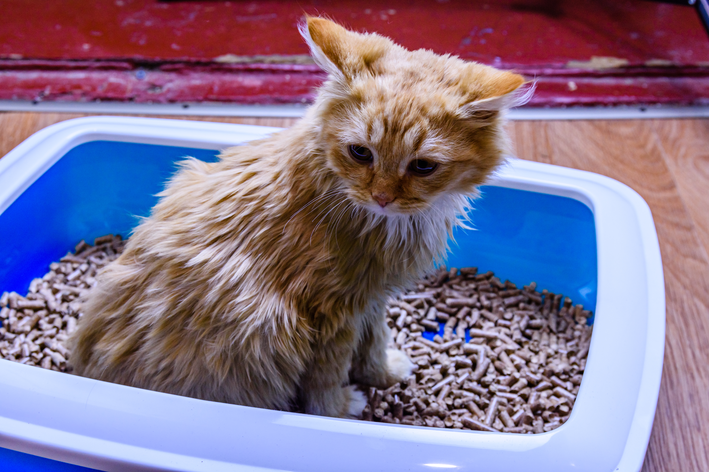 Gatos con diarrea: aprenda a cuidar de su felino