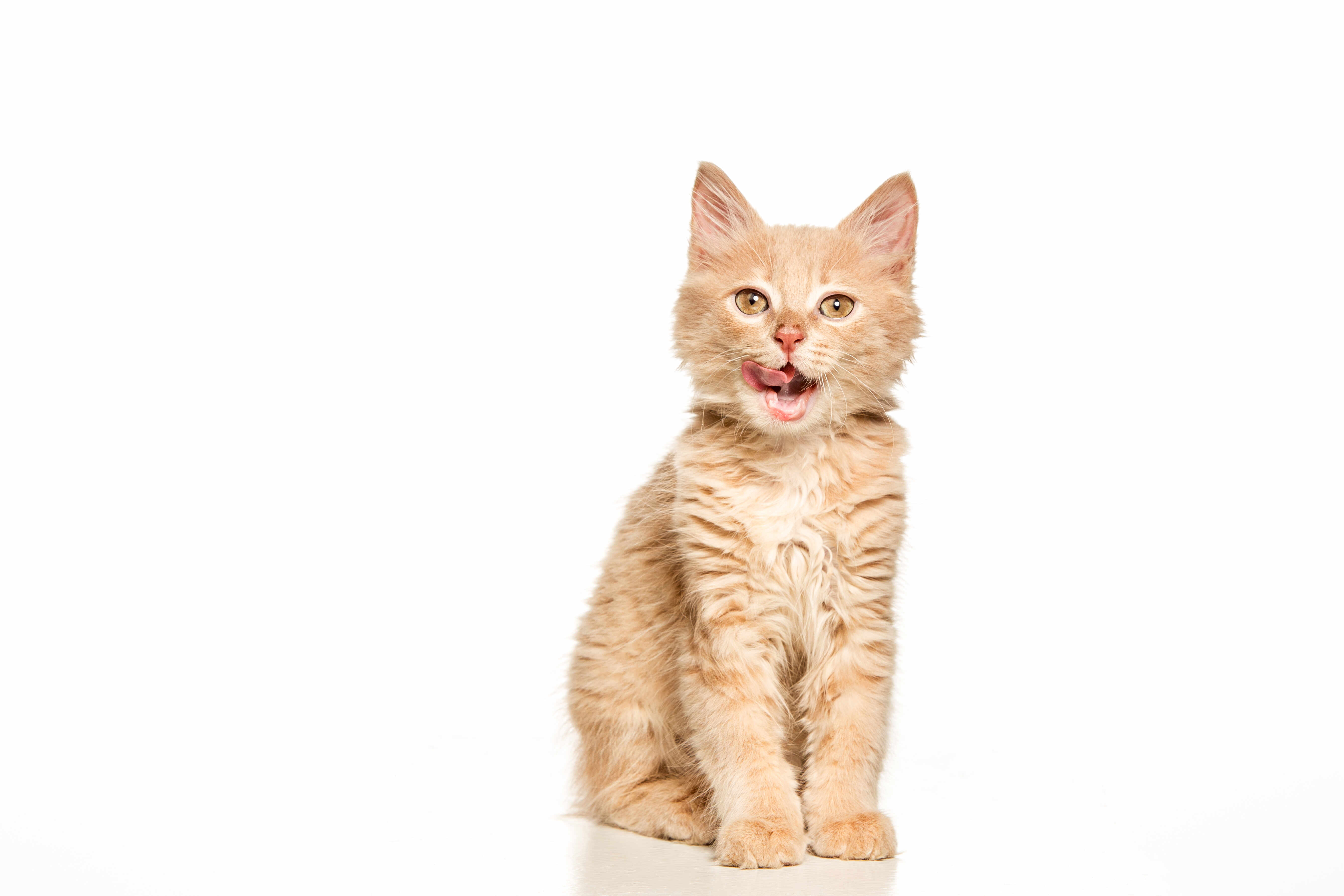 Nutrición para gatos: el menú felino perfecto