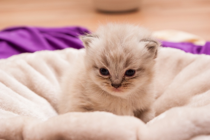 Gatito persa: aprenda a cuidar de su mascota