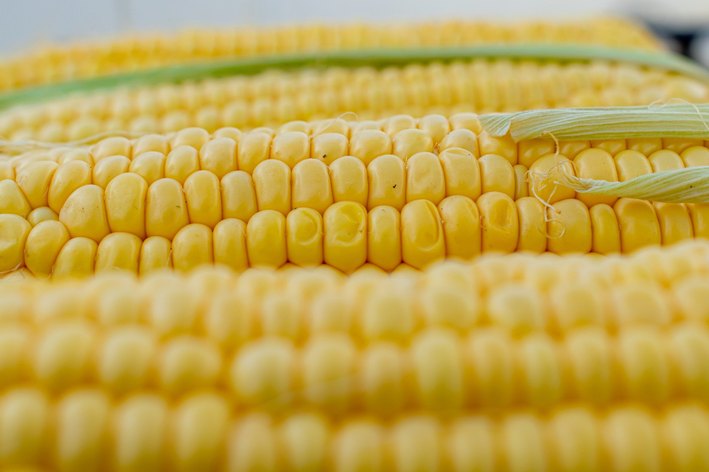 Aprende a cultivar maíz en casa y ¡empieza ya!