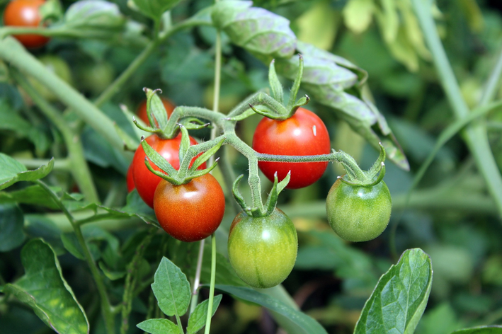 Cómo cultivar tomates cherry: descúbrelo y empieza ya