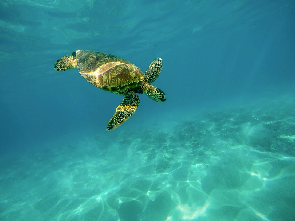 Aprende cómo se reproducen las tortugas
