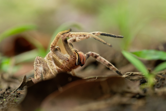 Araña-armadillo: origen, características, veneno y mucho más