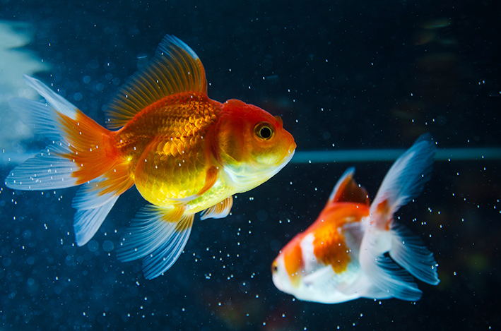 Typer fisk for akvarium: Vet hvordan du velger