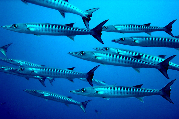 Peștele Barracuda: aflați totul despre acest animal uimitor