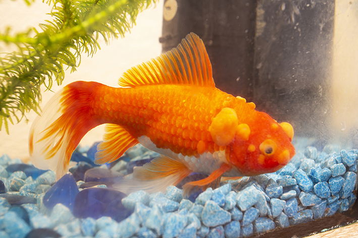 Ikan yang sakit: cara mengetahui apakah hewan peliharaan Anda perlu dibawa ke dokter hewan