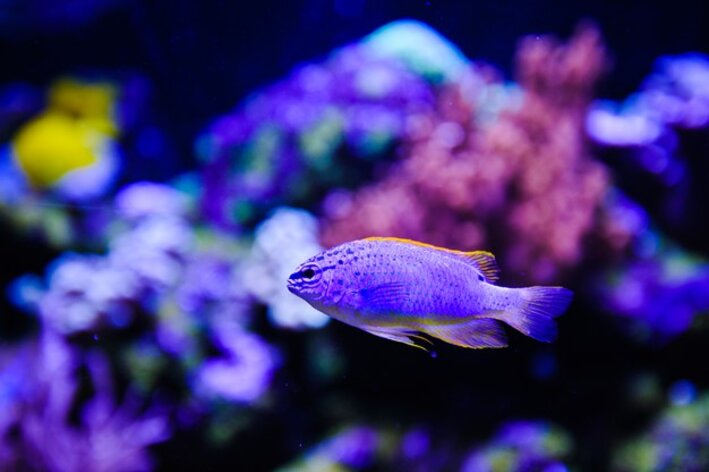 Peces azules: cinco especies para colorear su acuario