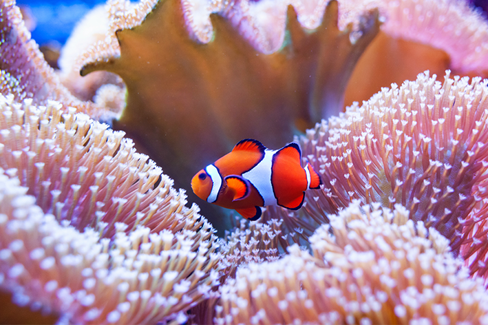 Klauna zivs: uzzini visu par Nemo