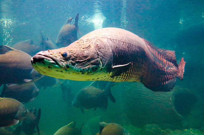 A e njihni peshkun më të madh të ujërave të ëmbla? Zbulojeni këtu!