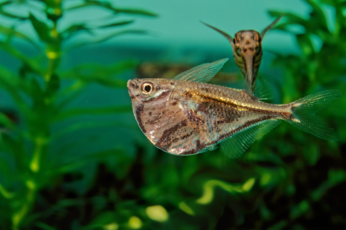 Schmetterlingsfische: 8 Kuriositäten über diese Art