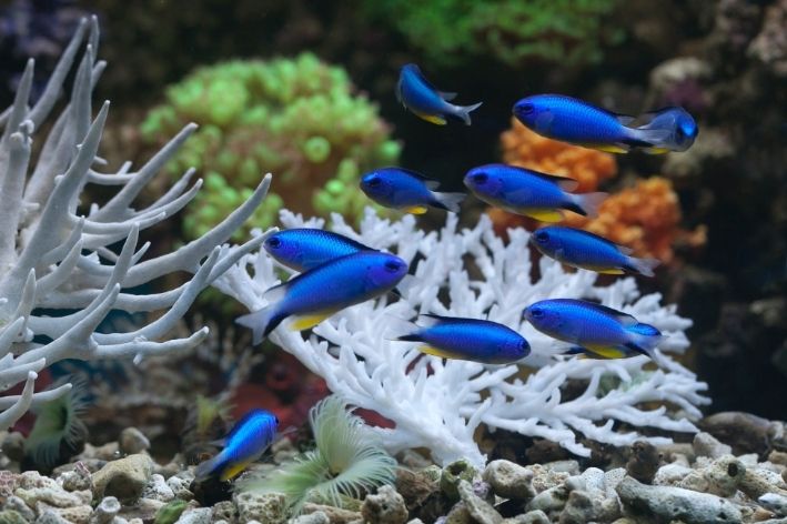 Имиња на риби: откријте 12 љубопитни видови