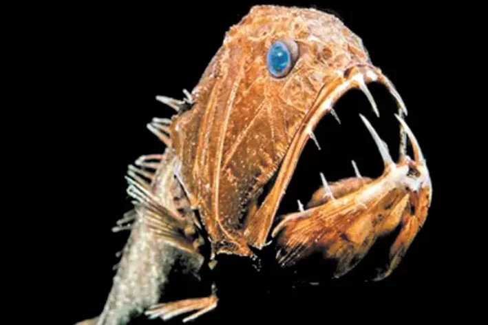 Зустрічайте 7 видів риб з морського дна