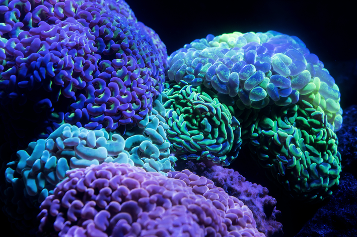Koralji: sve što trebate znati