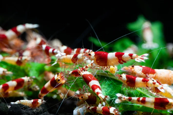 Neocaridina krevetid: kõik teada saada selle liigi kohta