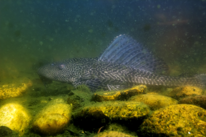 Pleco riba: vrsta poznata kao "čistač stakla"