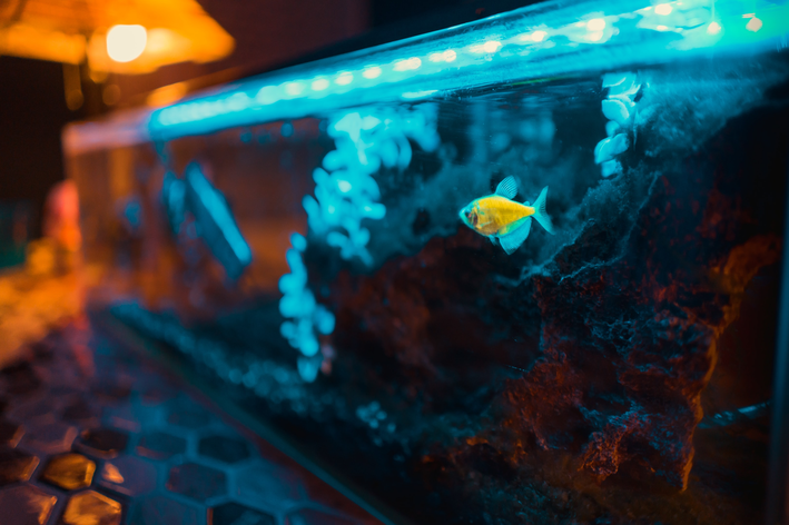 Mõista, kuidas arvutada akvaariumi liitri suurust