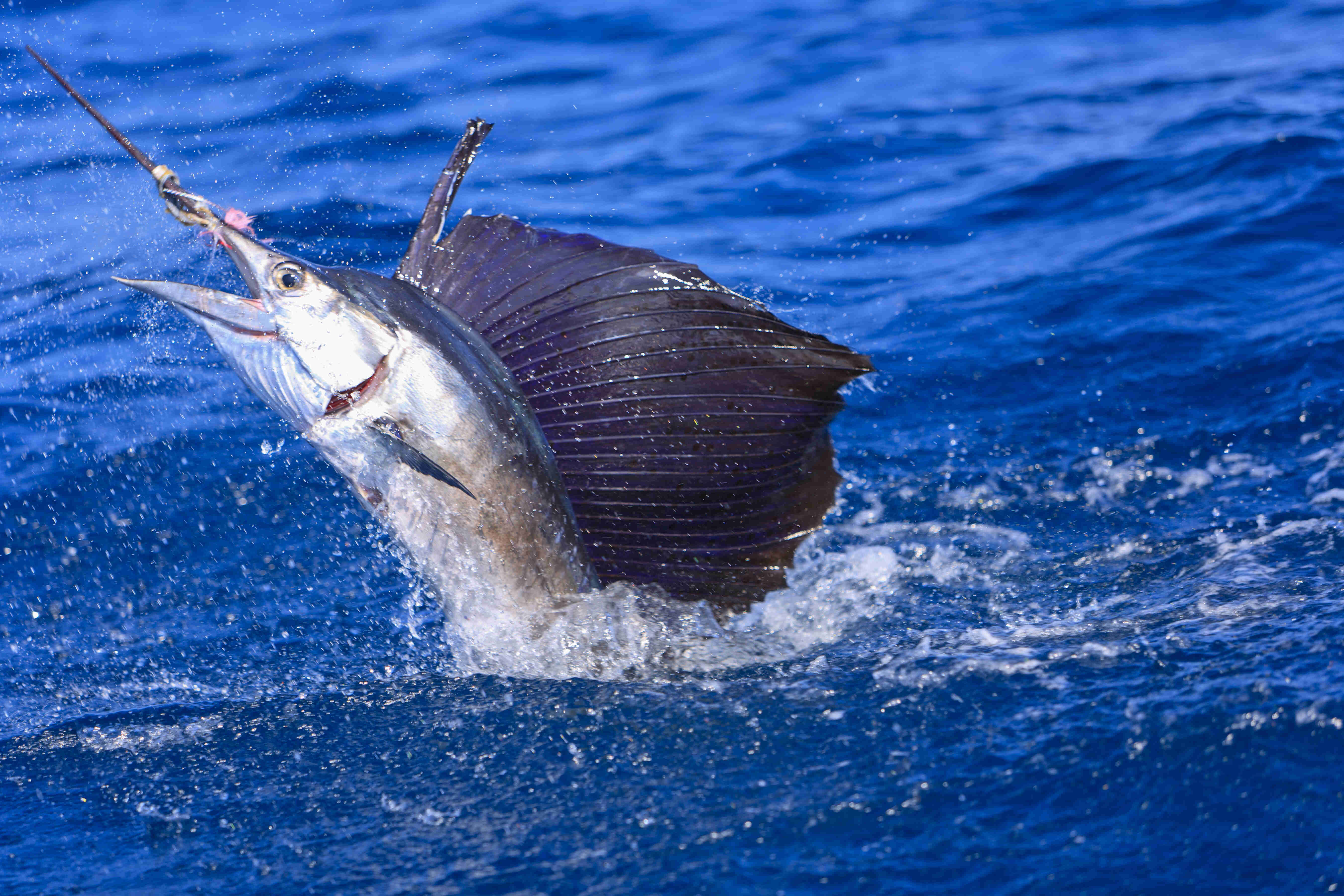 Agulhãobandeira: дознајте сè за оваа неверојатна риба