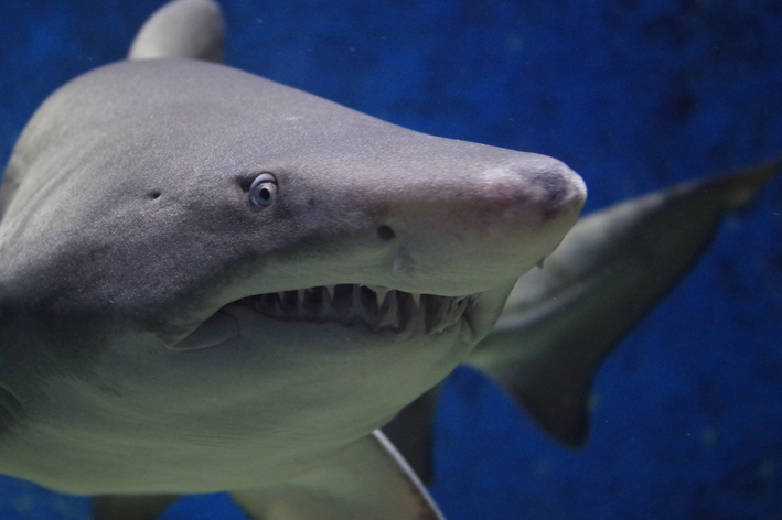 शार्क के कितने दांत होते हैं?