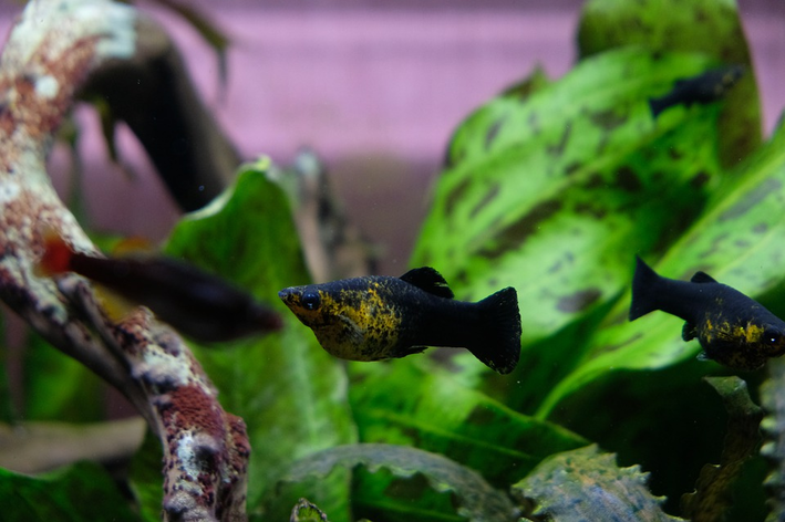 ブラック・モリネシア：魚のすべて