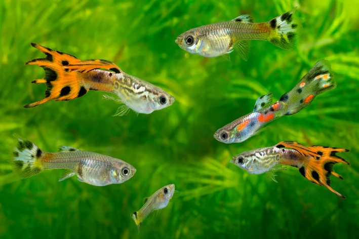 Oppdag 7 utrolige fakta om fisk og ha det gøy!