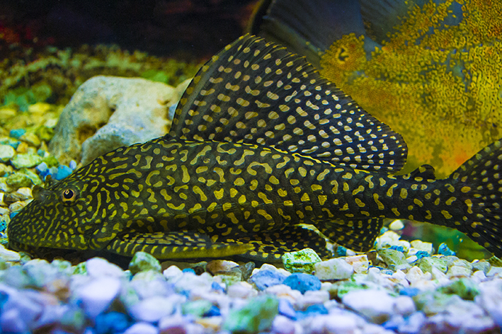 Fische, die das Aquarium reinigen: Lernen Sie die wichtigsten Arten kennen