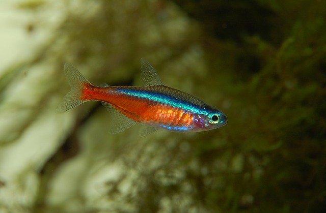 Neonfisk: lär dig hur du tar hand om detta djur