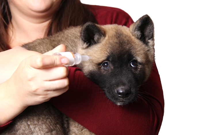 Picături de ochi antialergice pentru câini: cum se utilizează