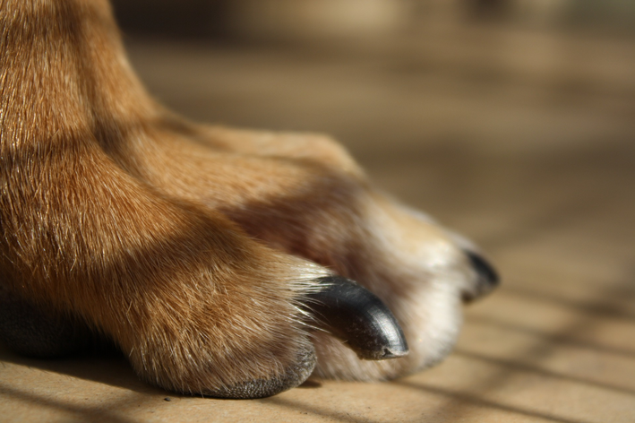 Unghia del cane infiammata: cause e trattamento