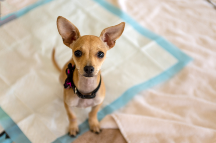 Cistitis en perros: qué es, síntomas y tratamiento