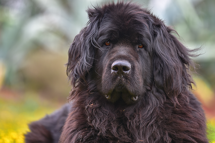 Câine mare: 20 de rase de care te vei îndrăgosti
