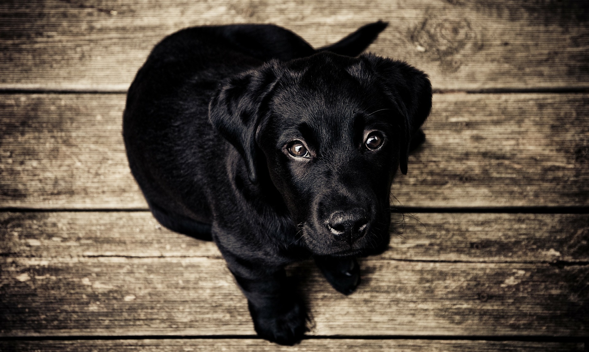 Куче со црвени очи: проверете 4 веројатни причини