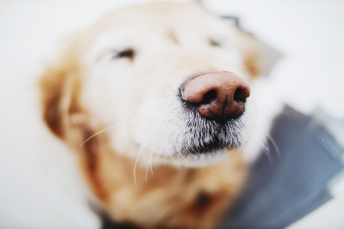 Hemorragia nasal del cachorro: 5 posibilidades