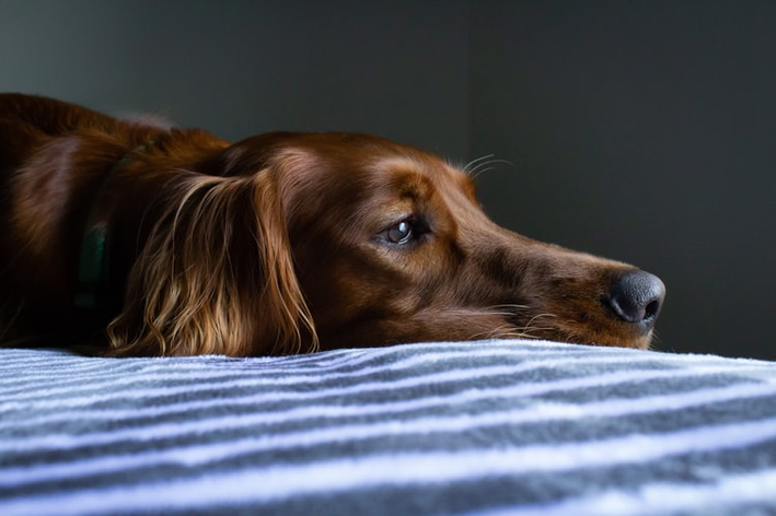 Prolapso rectal en perros: ¿qué es y cómo se manifiesta?
