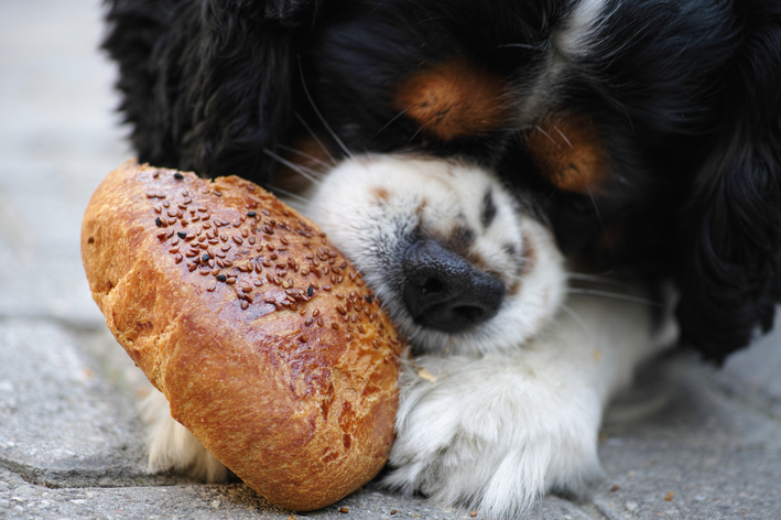 A mund të hanë bukë qentë? di përgjigjen