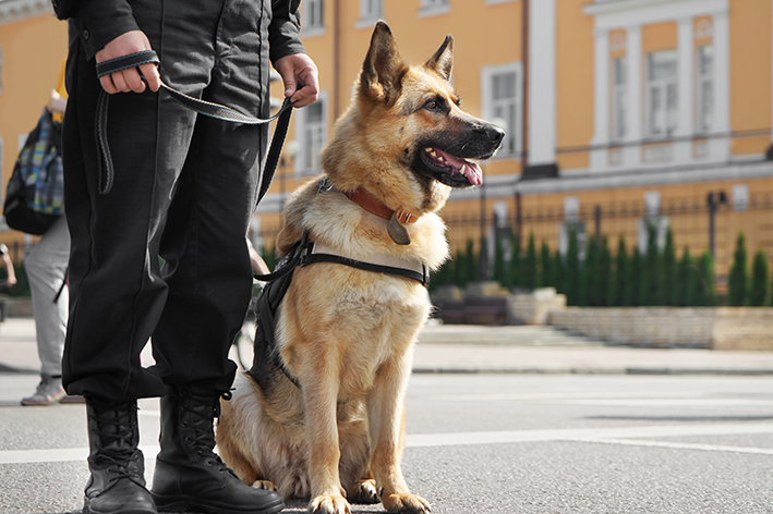 Policijski pes: izvedite vse o teh živalih