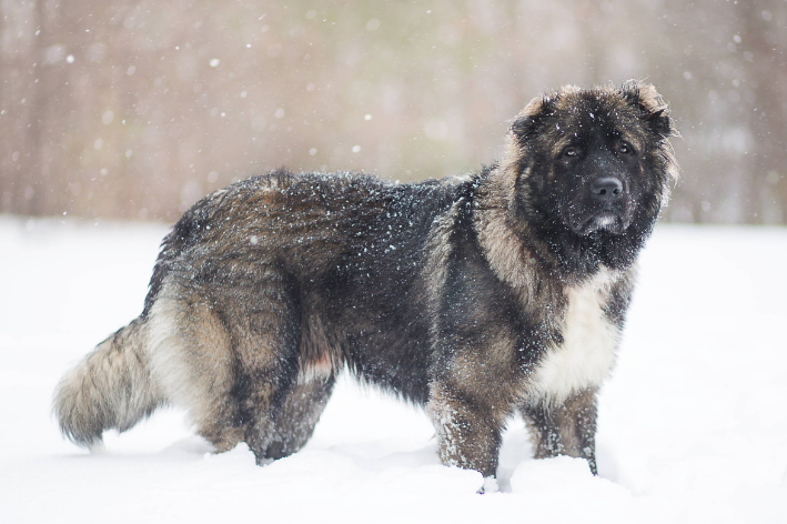 Der Kaukasus-Schäferhund: Treffen Sie den Riesenhund