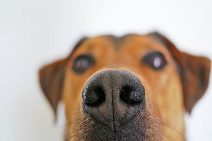 त्वचा पर तेज़ गंध वाला कुत्ता: यह क्या हो सकता है और इसका इलाज कैसे करें