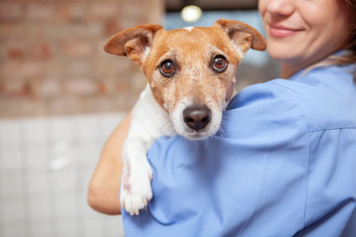 Možete li psu dati kućni lijek za anemiju?