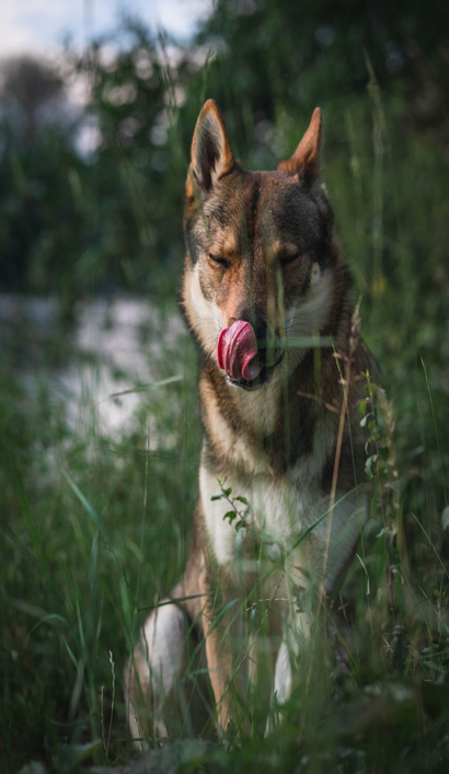 捷克斯洛伐克狼狗：了解关于这种令人难以置信的狼的亲戚的所有情况！！