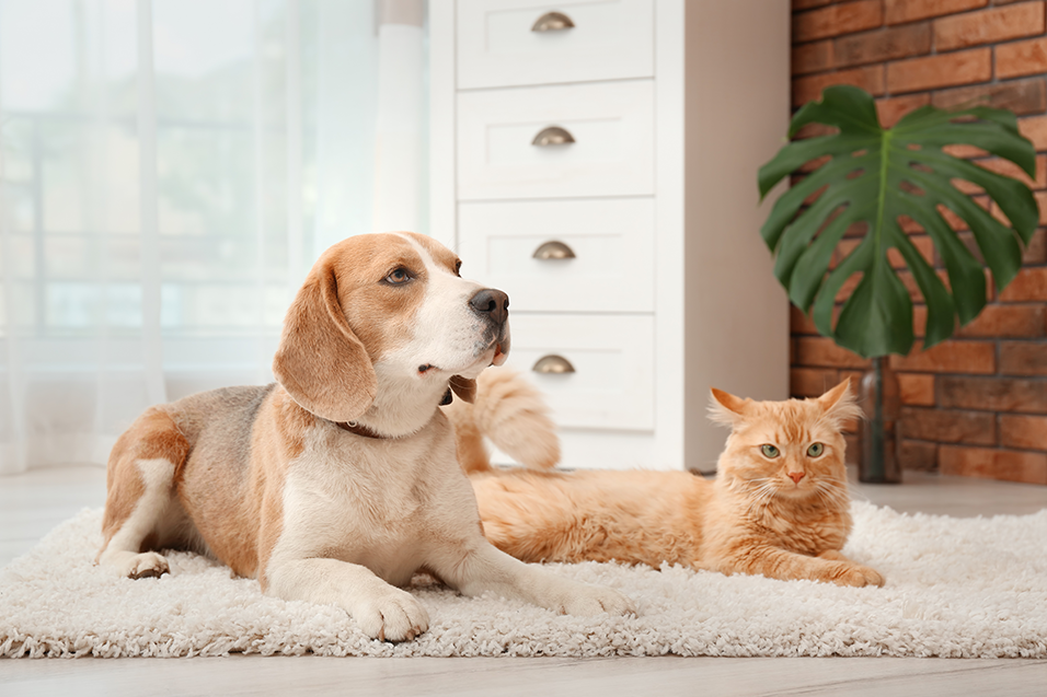 Bravecto koirille ja kissoille: suojaa lemmikkisi kirppuilta ja punkeilta.