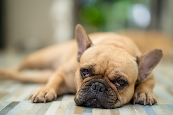 Мозолче во кучешкото око: дознајте повеќе за црешовото око