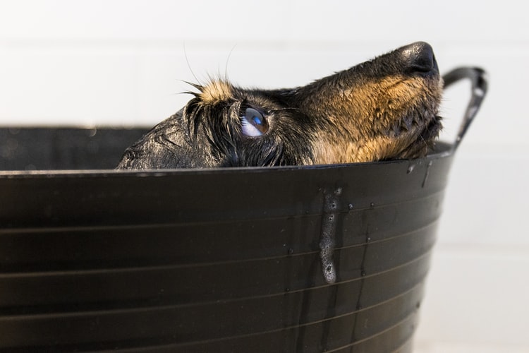 Pódese bañar un can con deterxente?
