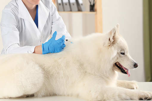 Diabetul la câini: care sunt simptomele și tratamentele