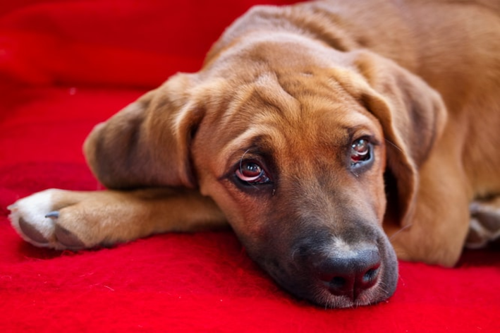 Cachorro con ojo amarillo: descubre cómo tratar este problema